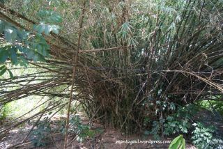 Pohon bambu raksasa, ketemu pas masuk sibohe